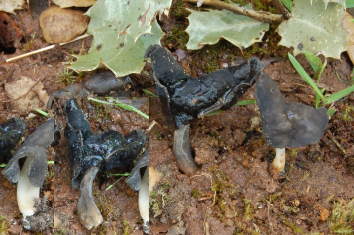 Helvella atra